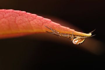 Spider on red leaf sur Amanda Blom