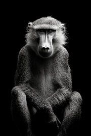 Pavian von Poster Art Shop