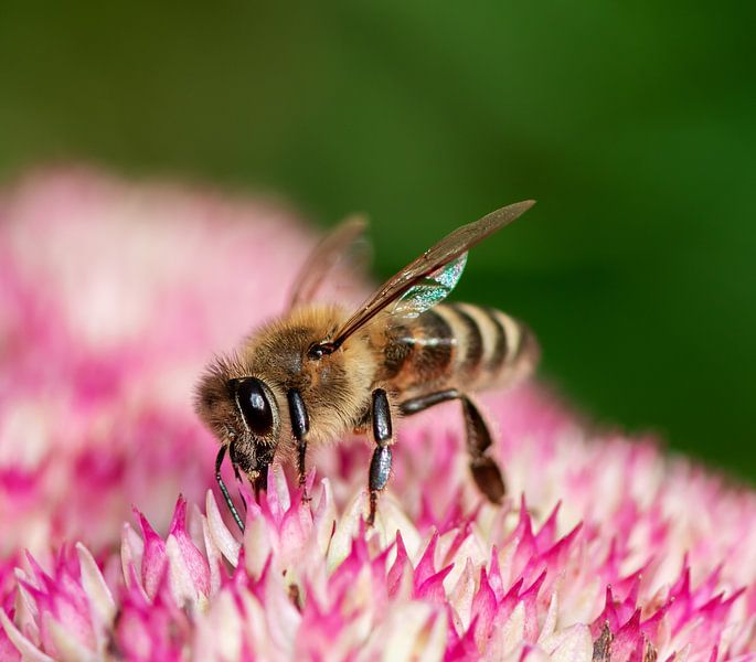Photo macro d'une abeille par ManfredFotos