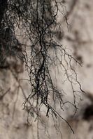 natural abstract