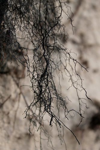 Abstraite naturelle