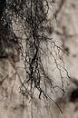 natural abstract by geen poeha thumbnail