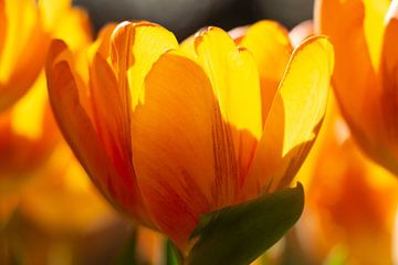 Sonnige Tulpen von Elvira Werkman
