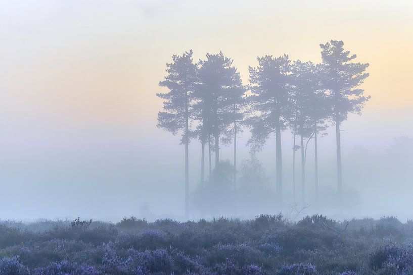 Sunrise on the purple heath by Ad Jekel