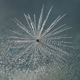 Verstilde rust: Natuurlijke close-up van Marjolijn van den Berg