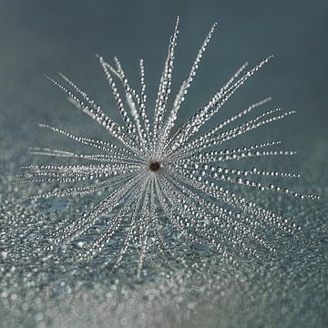 Verstilde rust: Natuurlijke close-up van Marjolijn van den Berg