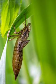 Larve de libellule cachée sur Your Happy Life