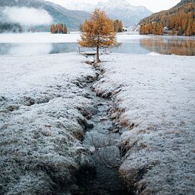 Autumn tree in Switzerland by Ashwin wullems