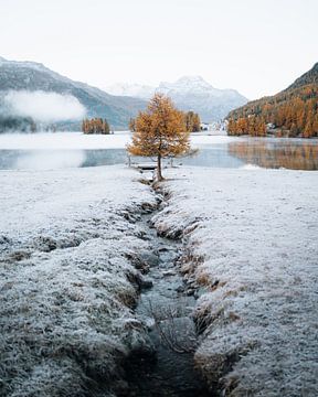 Herbstbaum in der Schweiz von Ashwin wullems