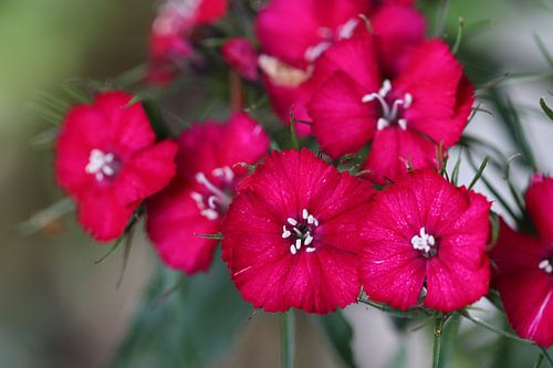 Dianthus