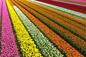 Tulpen auf einem Feld im Frühling