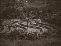 Uitzicht over de rijstvelden op Bali Indonesië