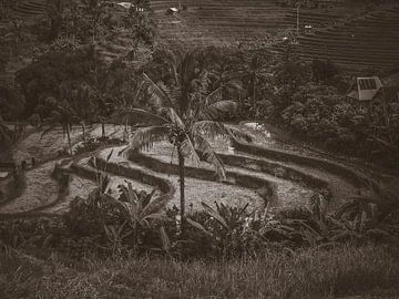 View over the rice fields in Bali Indonesia by Bianca  Hinnen