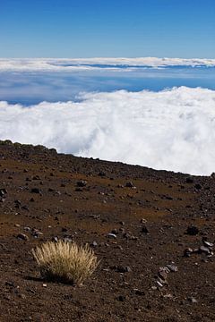 Lava landscape on Tenerife by Anja B. Schäfer