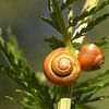 Two snail shells by Frank Herrmann