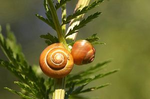 Deux coquilles d'escargot