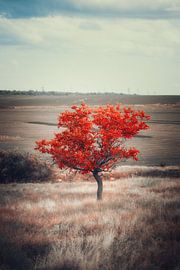 The mahogany wood by Vladyslav Durniev