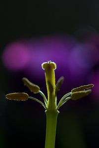 Stamper en meeldraden van een tulp sur Piertje Kruithof