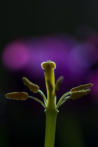 Stamper en meeldraden van een tulp