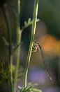 Little Miss by Moetwil en van Dijk - Fotografie thumbnail