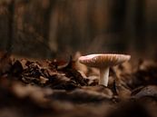 Mushroom par Lex Schulte Aperçu