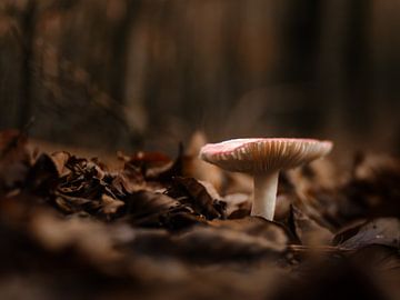 Mushroom von Lex Schulte