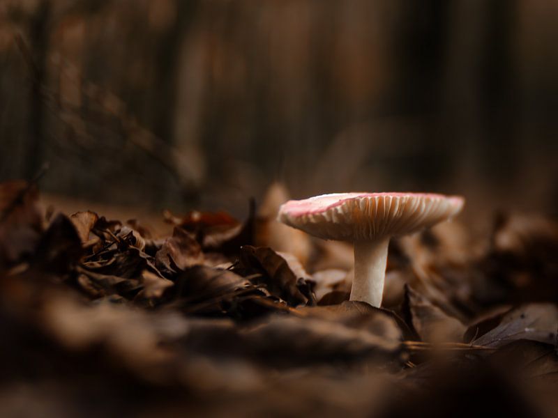 Mushroom van Lex Schulte