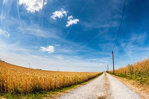 Une route isolée à travers les champs de maïs sur Günter Albers