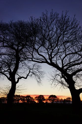 Bomen omarmen de nacht