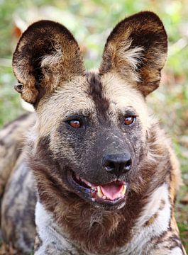 African wild dog - Africa wildlife by W. Woyke