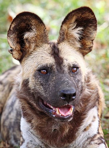 Afrikanischer Wildhund - Afrika wildlife