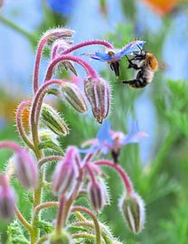 Dance between Nectar and Sun by ALAIN HAUTMAN
