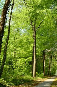 Tall trees along a cycle path by Corinne Welp