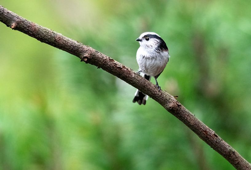 Tailed Tit by Merijn Loch