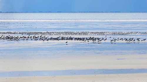Blauwtinten en vogels - Natuurlijk Ameland