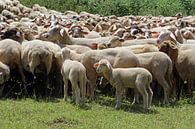 Flock of sheep by Norman Krauß thumbnail