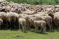 Flock of sheep