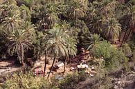 Palm Fotografie | Reisfotografie | Ingelijste Kunstdruk | Paradijsvallei, Marokko van Ylenia Di Pietra thumbnail