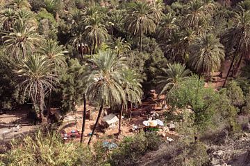 Palm Fotografie | Reisfotografie | Ingelijste Kunstdruk | Paradijsvallei, Marokko van Ylenia Di Pietra