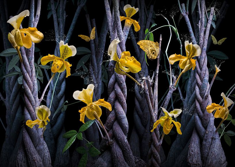 Orchidea pachira von Olaf Bruhn