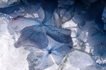 Hortensia in kristalhelder ijs 3 van Marc Heiligenstein