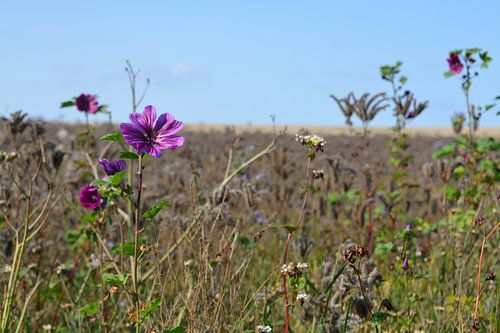Entre les fleurs séchées