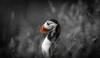 La couleur du Puffin