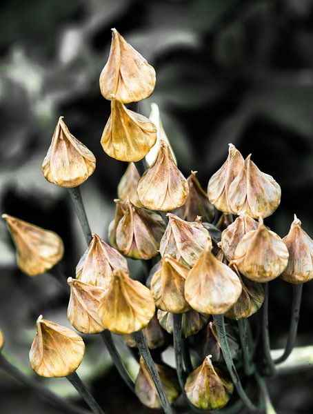 Sier ui by Harrie Muis