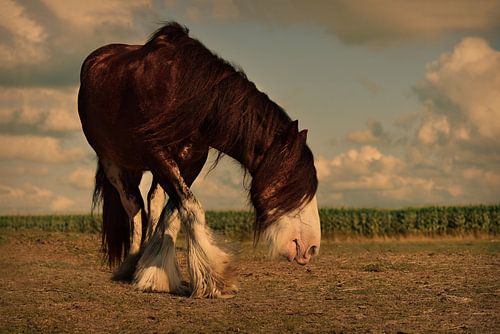 Brown draft horse in a pasture at sunset