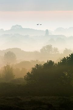 Zwanen boven duinen met mist, verticaal van Menno van Duijn