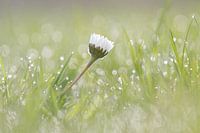 Daisy in the wet grass