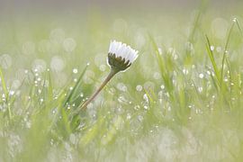 Daisy in the wet grass by Karin Bijpost