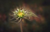 Aufgehende Sonnenblume im Abendlicht