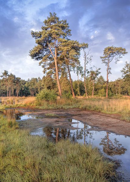 santé-terre tranquille avec un pond_2 d'eau par Tony Vingerhoets
